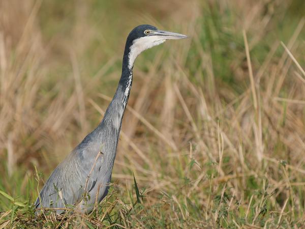 <h3><a href="/trips/gambia/biota/animalia/chordata/aves/015 pelecaniformes/002 ardeidae/ardea melanocephala/ardea melanocephala-nl.html">Ardea&nbsp;melanocephala</a> / Black‑headed&nbsp;heron / Zwartkopreiger</h3>OM-1 Mark II met OLYMPUS M.150-400mm F4.5, 1/2000 sec  bij F4.5, ISO 320, afstand 36.1&nbsp;m